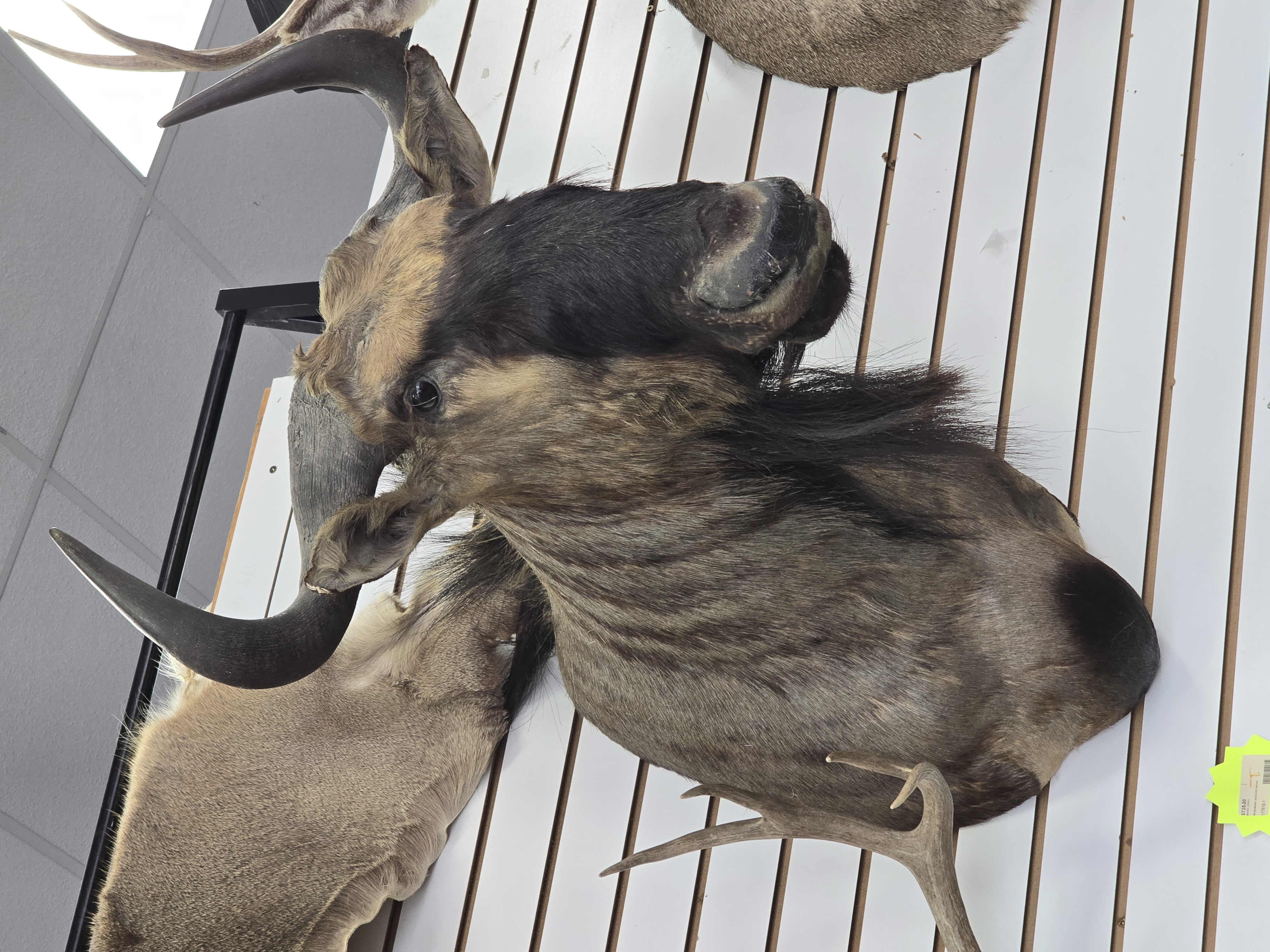 African Wildebeest Taxidermy Shoulder Mount - Dark Horns
